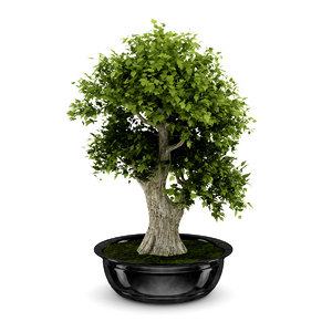 bonsai tree 3d max