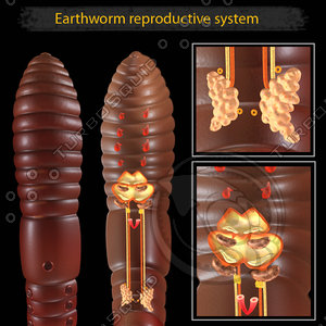 earthworm digestive ma