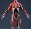 3d model realistic anatomy skeleton muscles