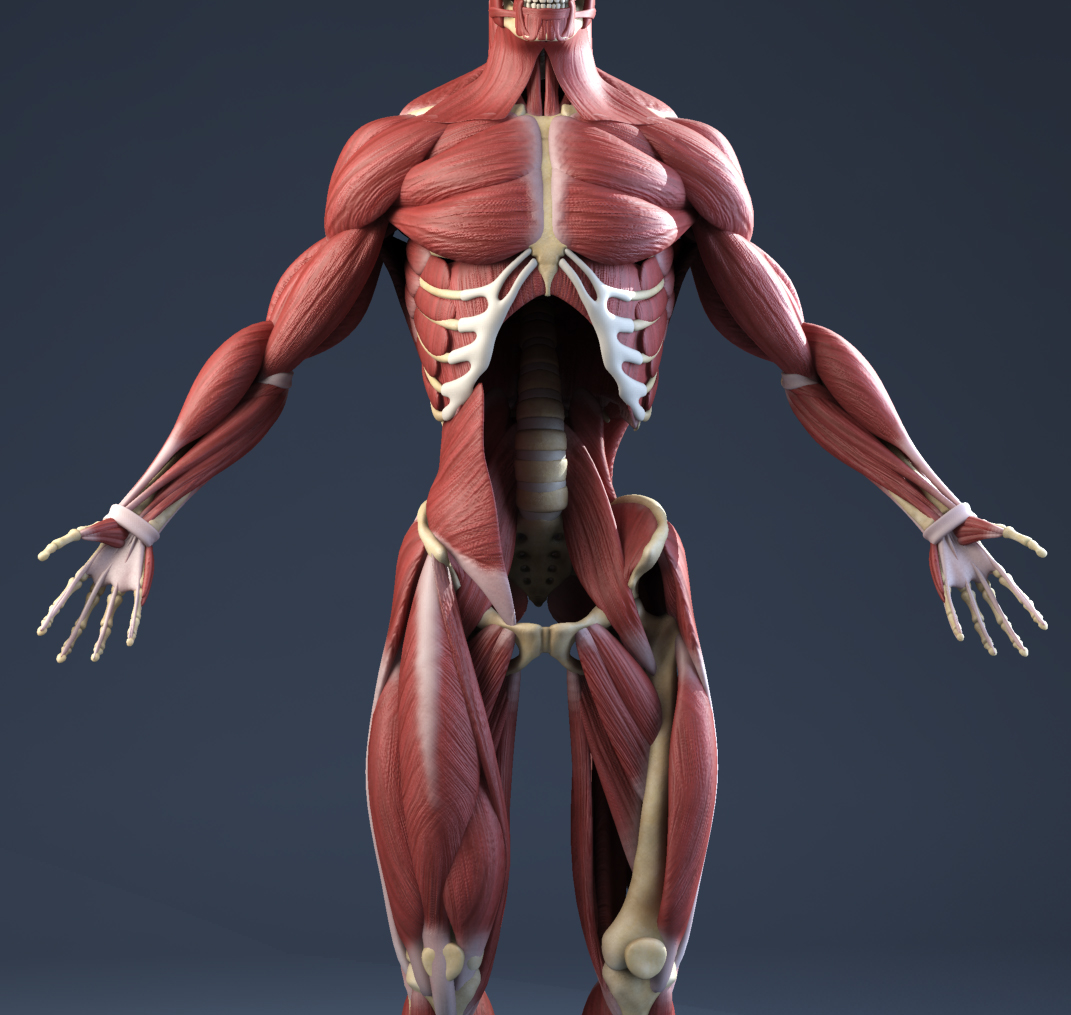 Human Male Anatomy Body Muscles Skeleton D Model Max Obj Ds Fbx