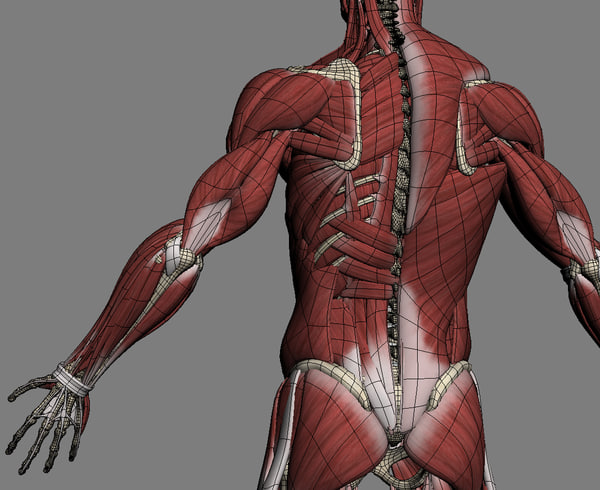 3d Model Realistic Anatomy Skeleton Muscles