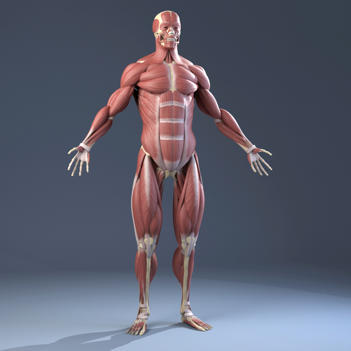 3d anatomy models for drawing