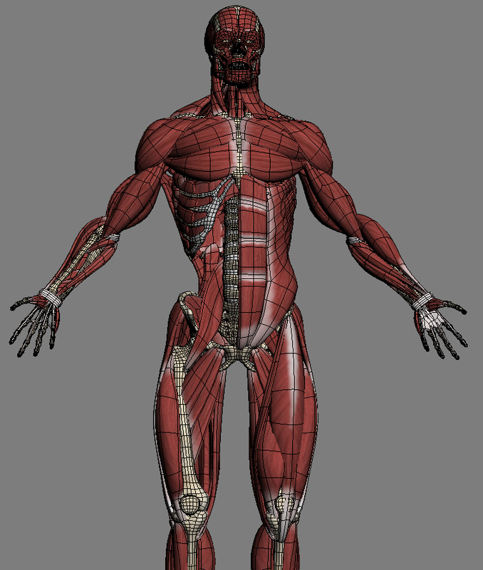 realistic anatomy drawing