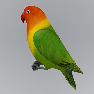 lovebird bird 3d model
