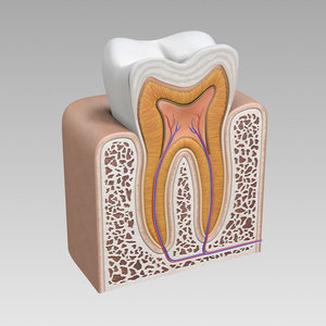 3d tooth cross section