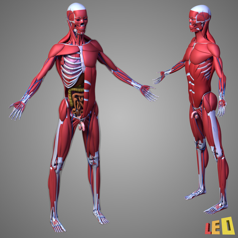 lwo human male body anatomy