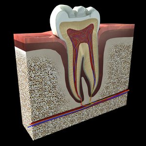tooth cross section 3d 3ds