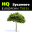 3d obj european sycamore tree