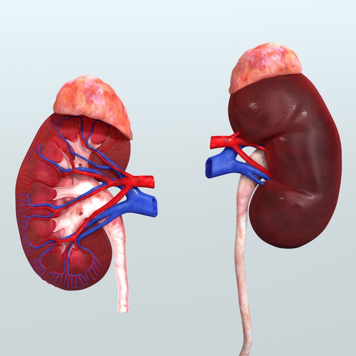 prostata 3ds max prostata 3ds max