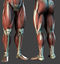 realistic anatomy muscles bones max