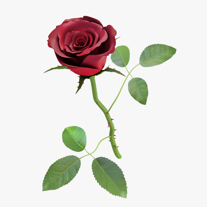 3d red rose