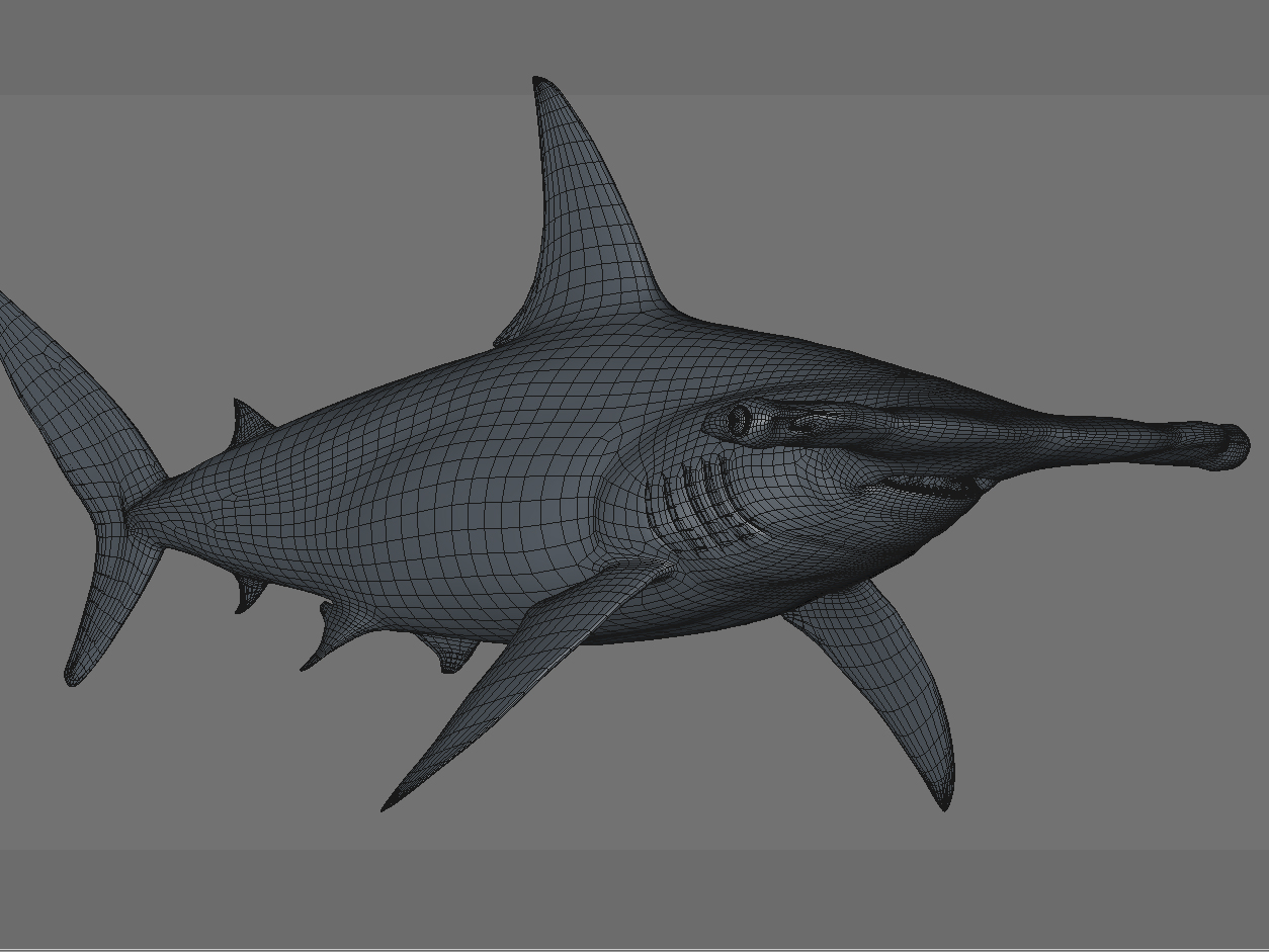hammerhead shark