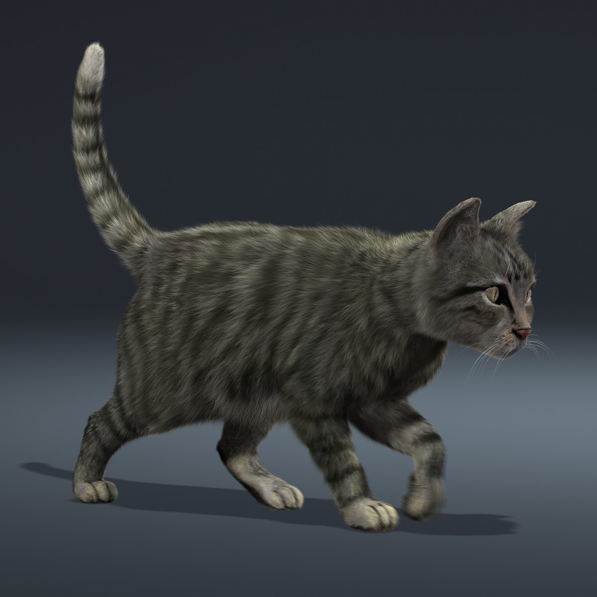 猫(fur(动画)3d模型