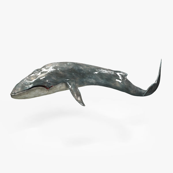 blue whale (balaenoptera musculus)