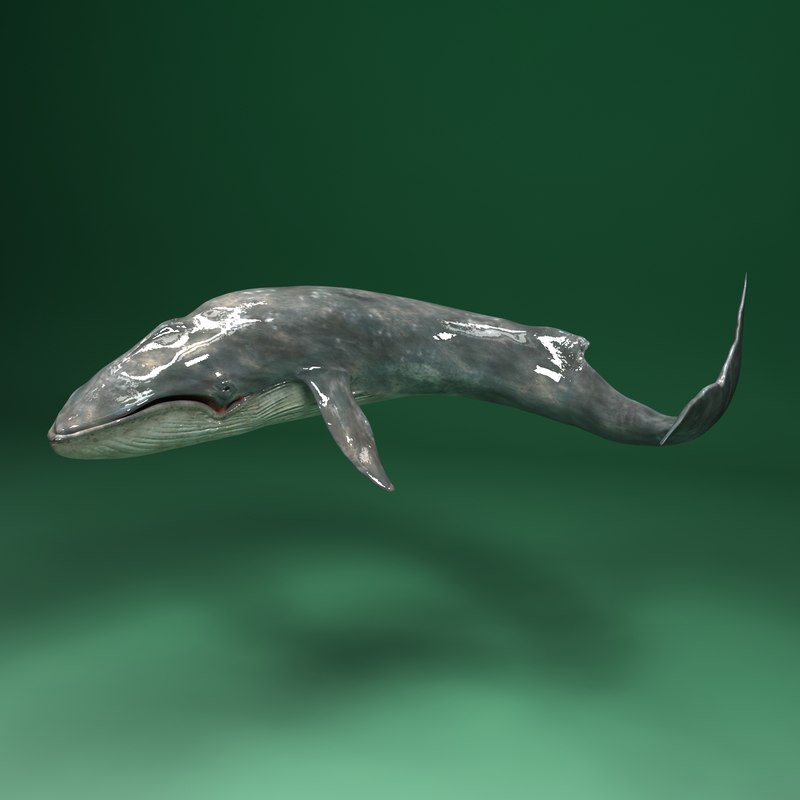 3d blue whale balaenoptera musculus model https://static.