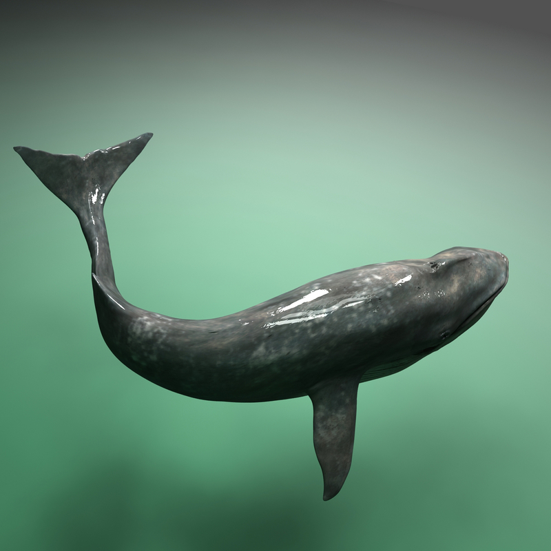 3d blue whale balaenoptera musculus model