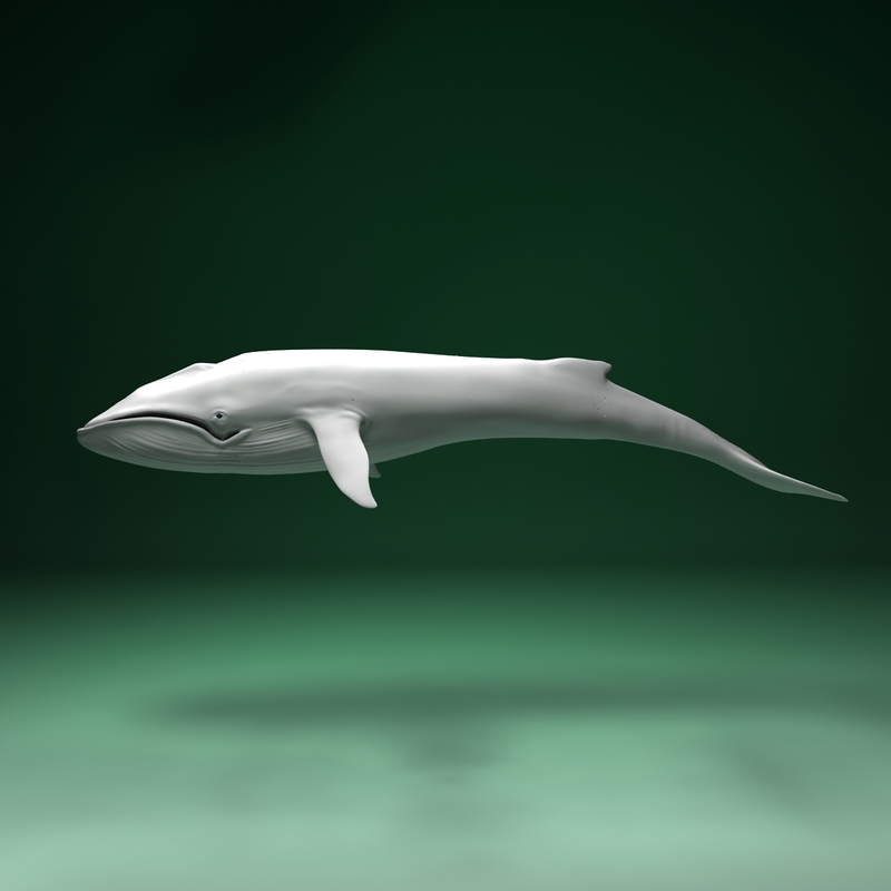 3d blue whale balaenoptera musculus model