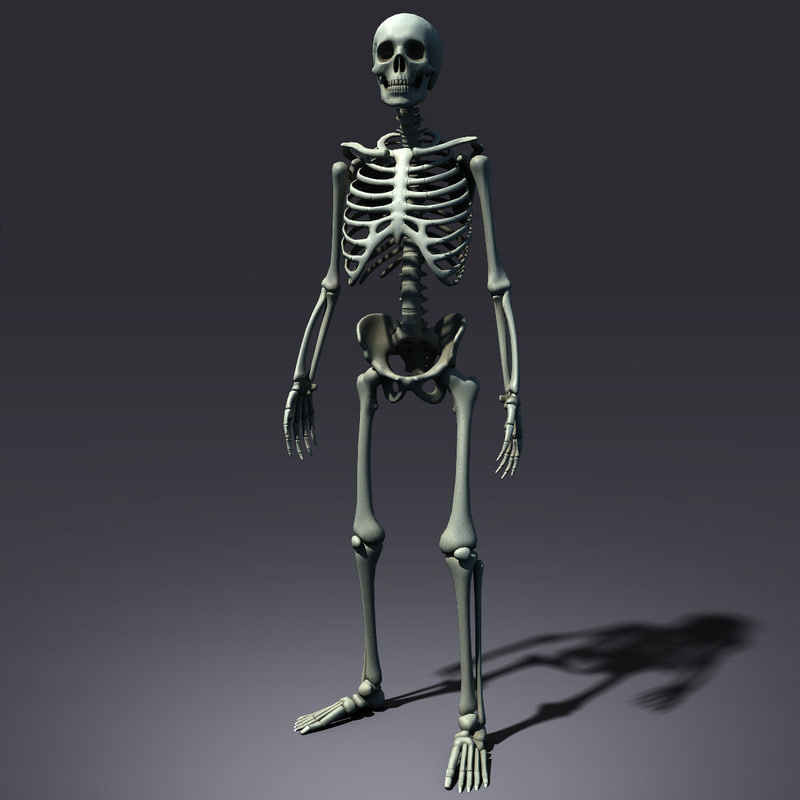 human skeleton 3d model