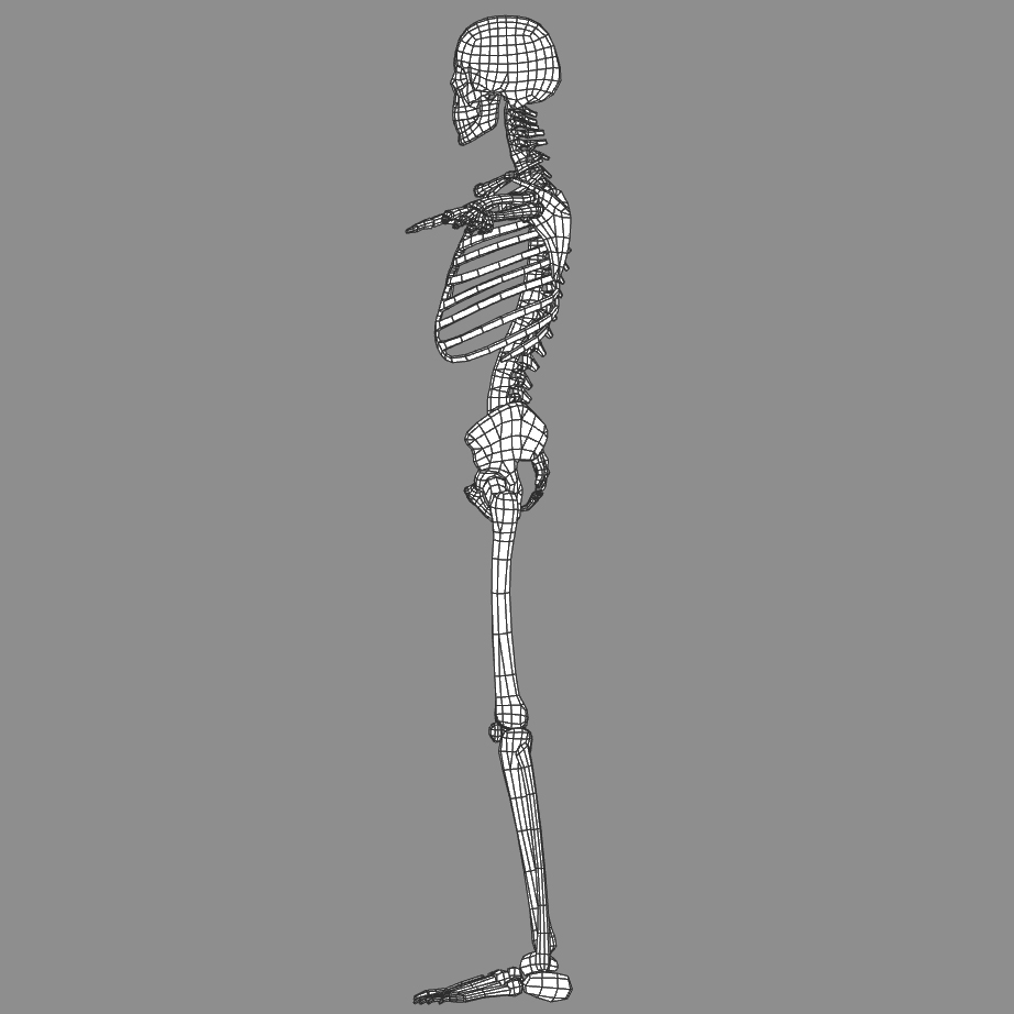 Human Skeleton 3d Model