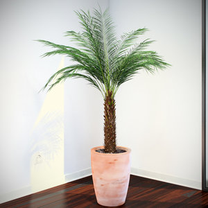 3d model phoenix palm