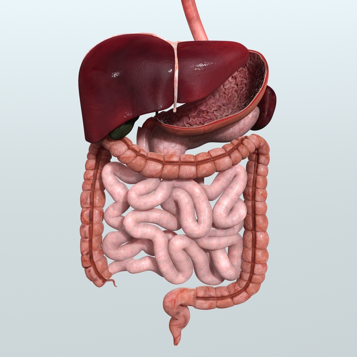 Realistic Human Digestive 3ds realistic-human-digestive-3ds