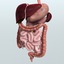 realistic human digestive 3ds