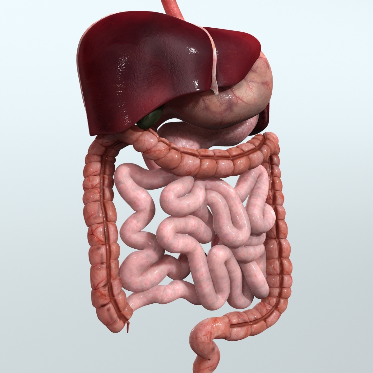 realistic human digestive 3ds