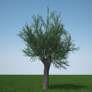 3d pollard willow tree model