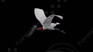 3d jabiru bird symbol