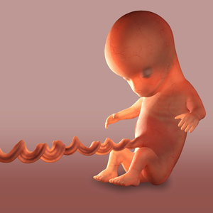3dsmax unborn baby character modelled