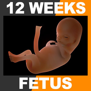 max 12 weeks human fetus