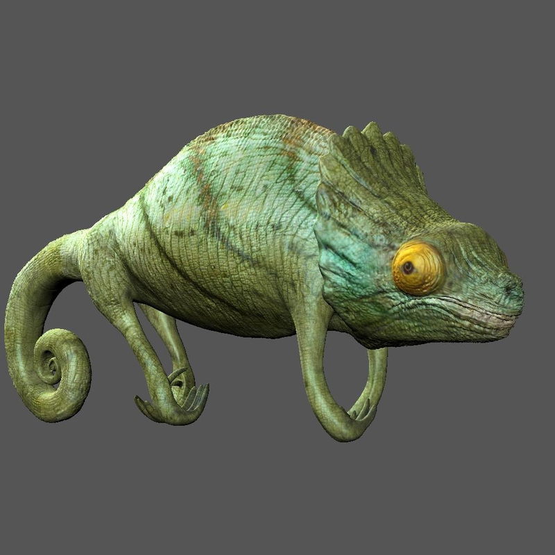 3d chameleon reptile lizard model