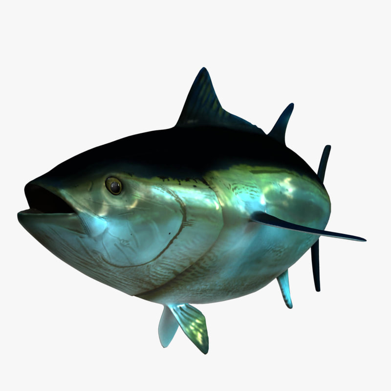 giant bluefin tuna 3d model