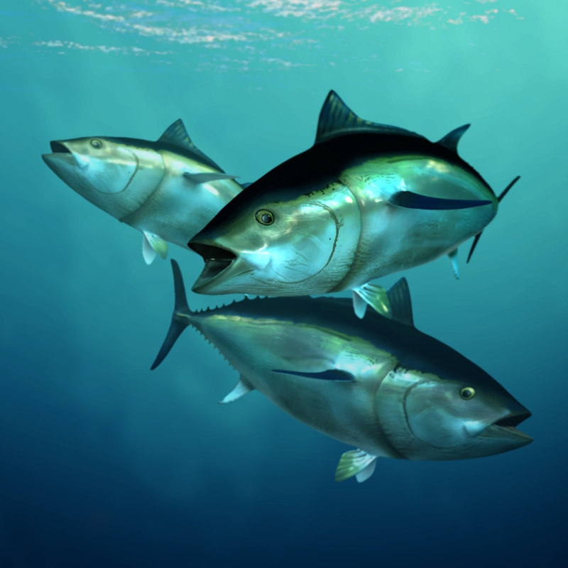 giant bluefin tuna 3d model