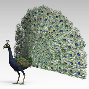 peacock feather 3d c4d