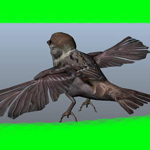 sparrow 3d model
