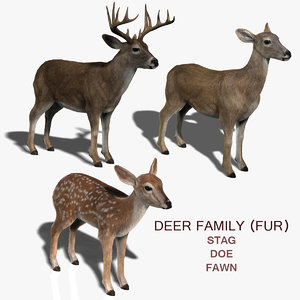 3d model deer family fur