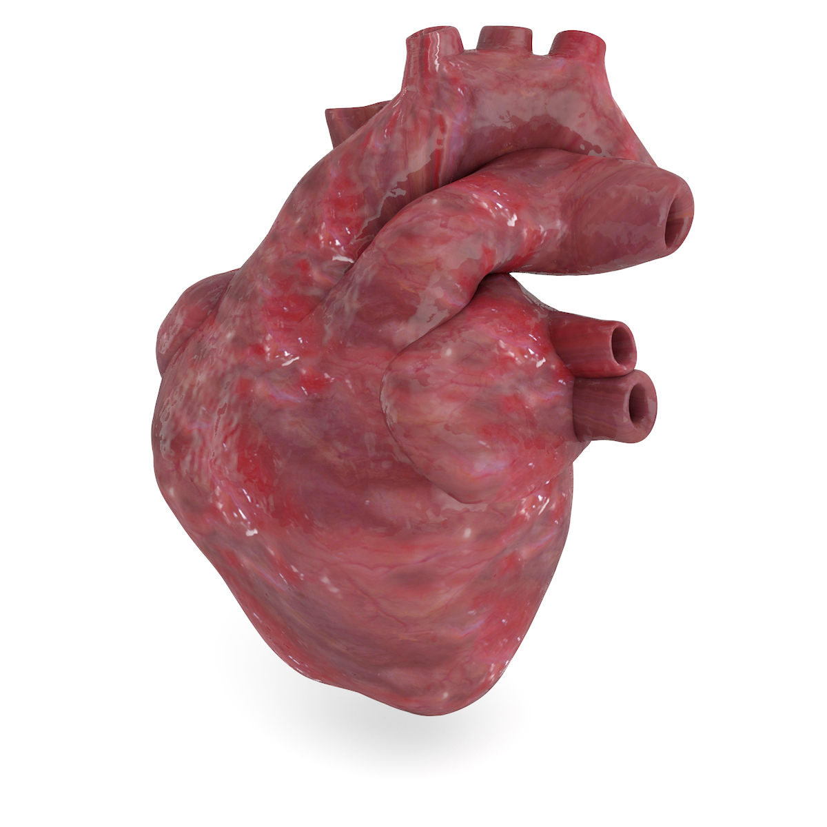 c4d human heart animation realistic