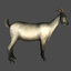 maya goat
