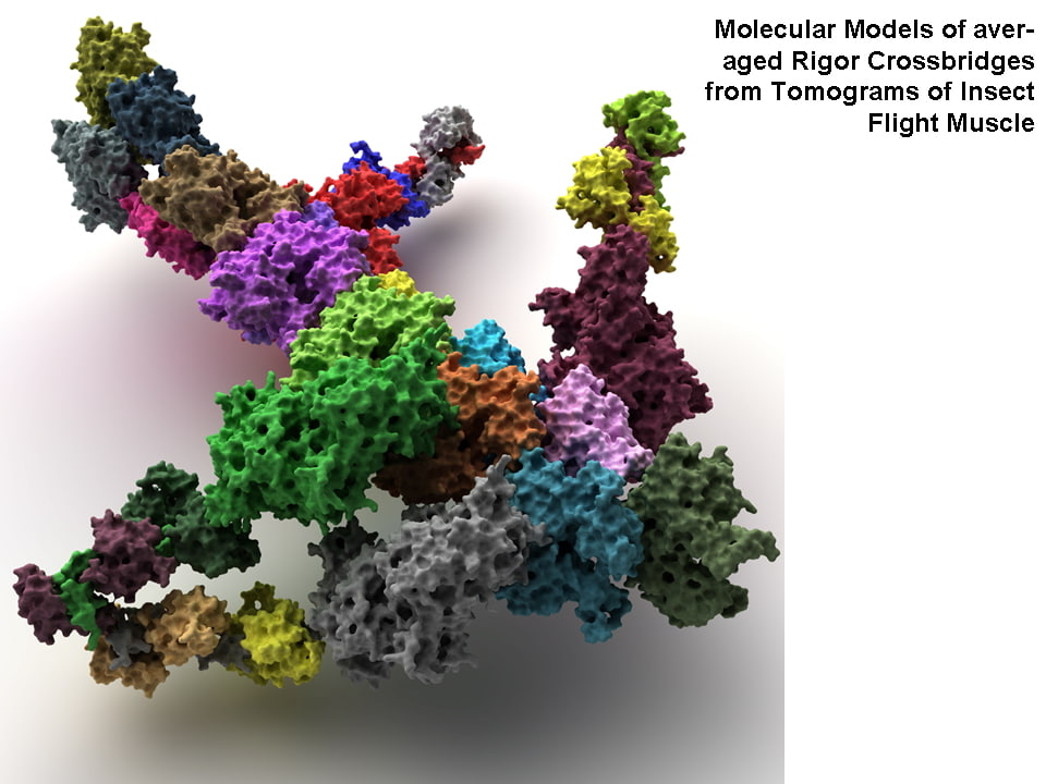 3d Structure Muscle Protein Model