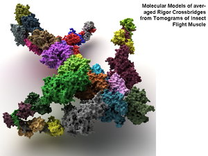 3d structure muscle protein model
