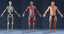max realistic anatomy skeleton muscles
