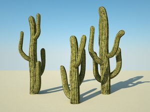 3d model desert cactus