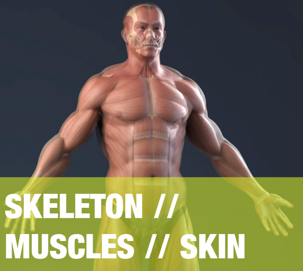 max realistic anatomy skeleton muscles