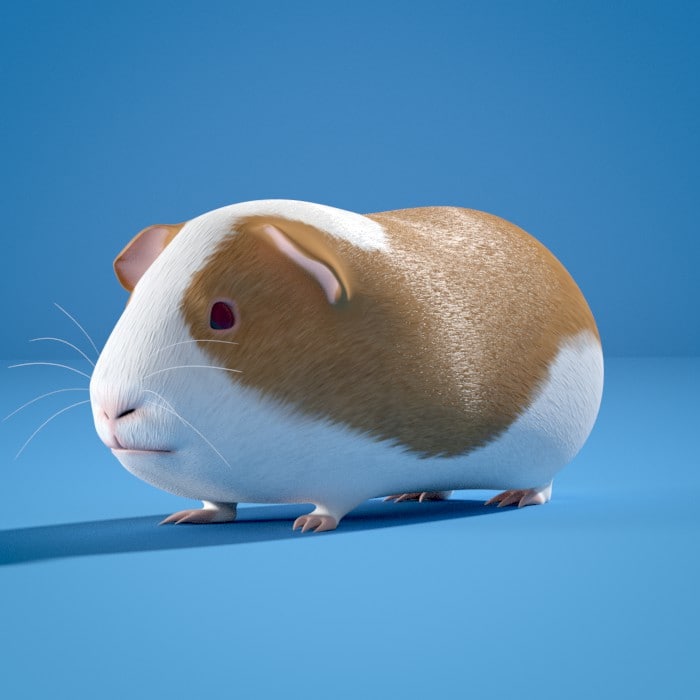 3d guinea pig