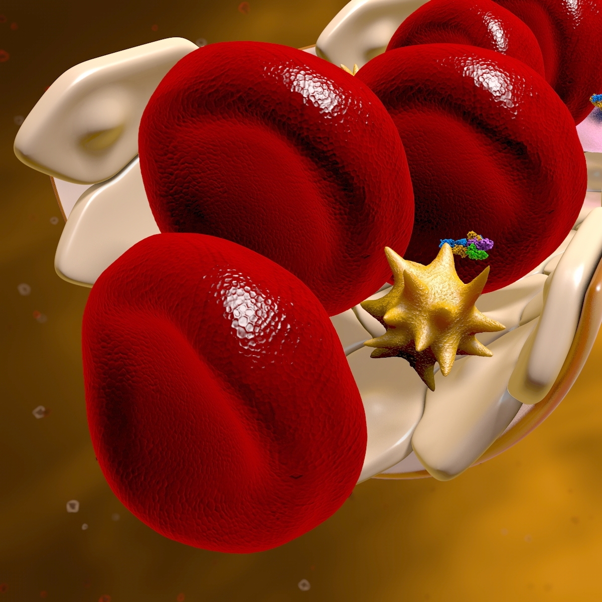 blood-vessel-cells-3d-c4d