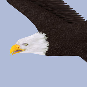 eagle bald 3d model