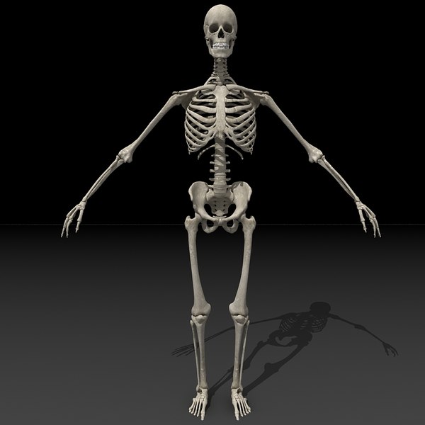 human skeleton 3d model