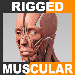 3d rigged human muscular muscles model