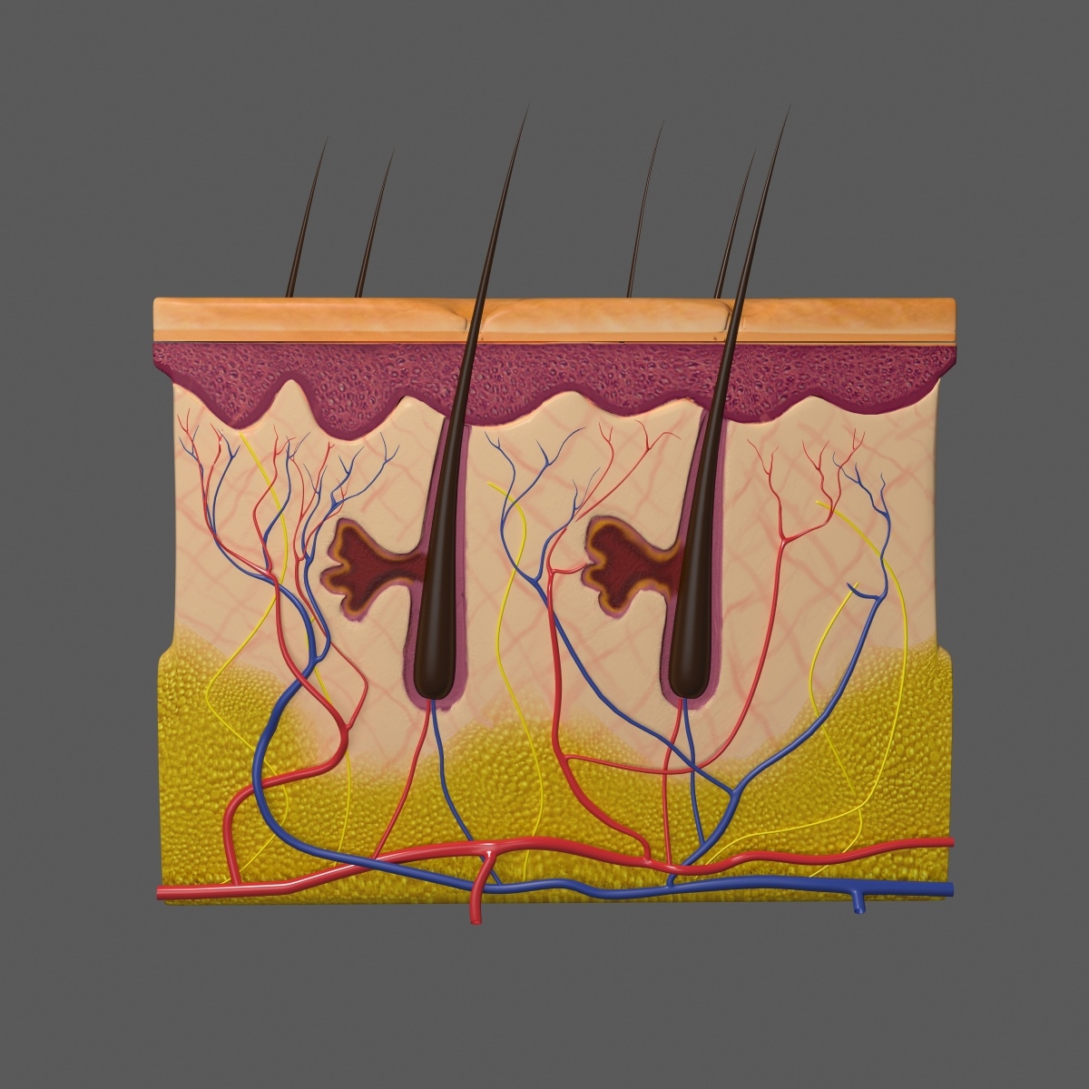 human skin anatomy 3d model